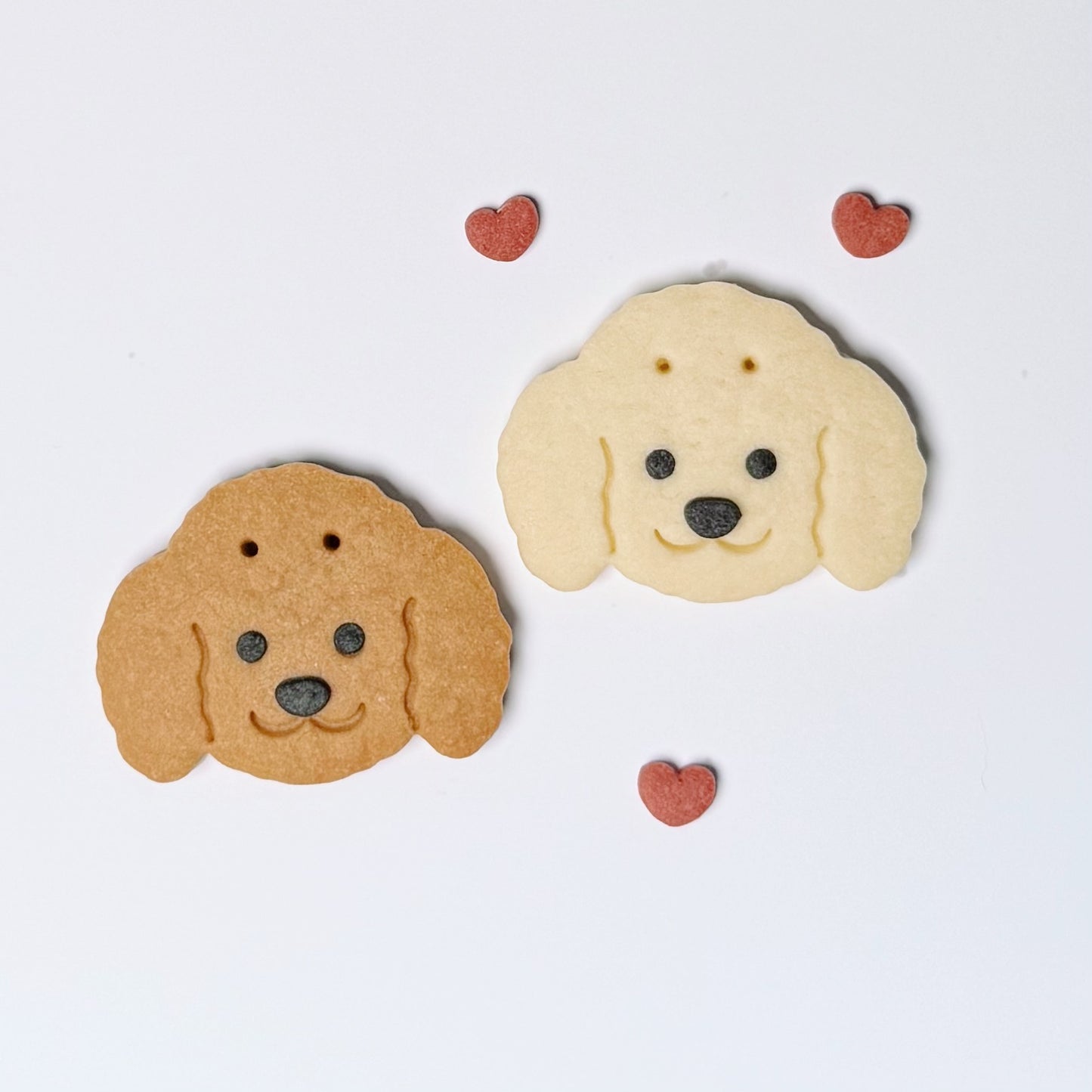 貴賓犬 - 奶油白